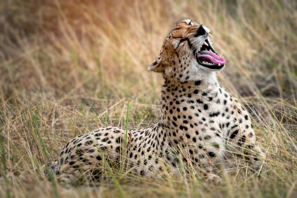 The serengeti