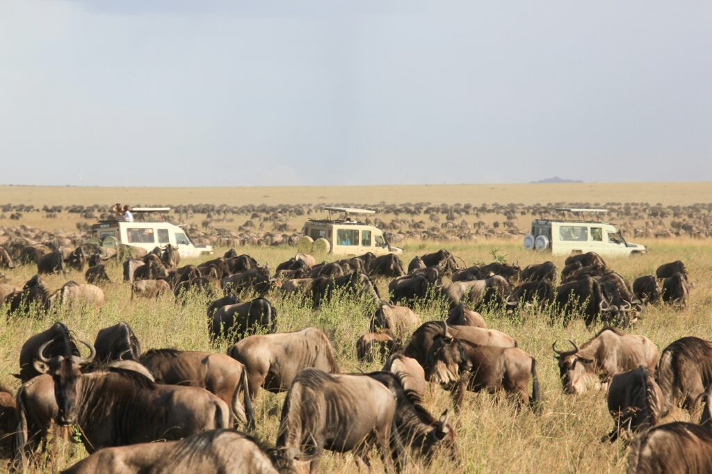  Short Rains & Herds Return South