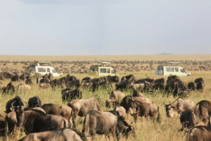 Top safari destinations in Kenya