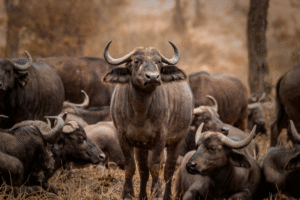 Best season to visit Serengeti
