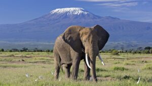 elephant-bull-front-of-kilimanjaro-amboseli (1)