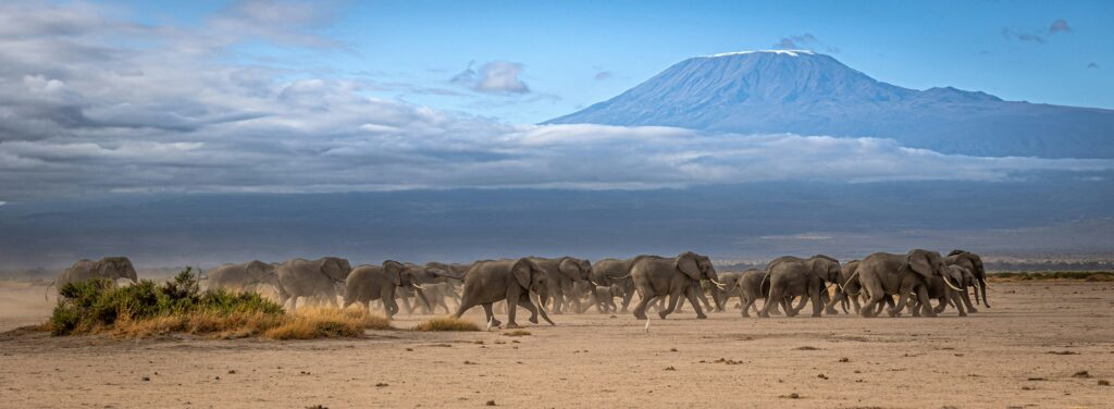 Herd of elephants in Amboseli National Park, Kenya, with Mount Kilimanjaro as a backdrop