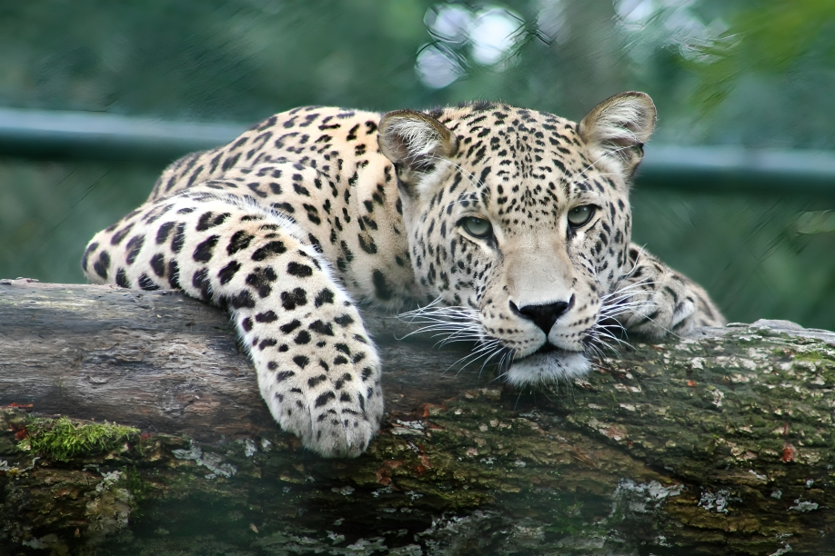 Leopard in Serengeti, Tanzania