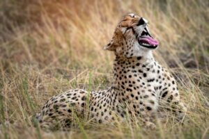Best month for Serengeti safari