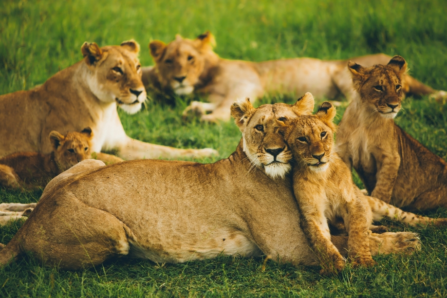 A pride of lions in Kruger National Park, South Africa