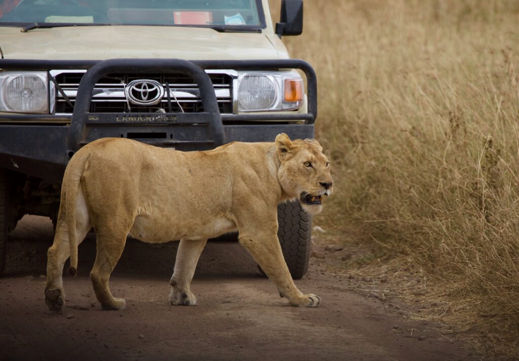 Best Time to Visit Serengeti National Park