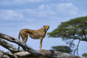 Top Safari Companies in Kenya