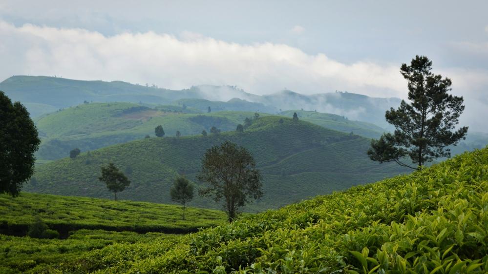 Kiambethu tea farm