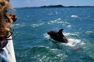 dolphin watching in watamu