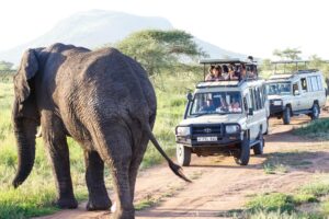 Do's and Don’ts on Your First Safari Tour