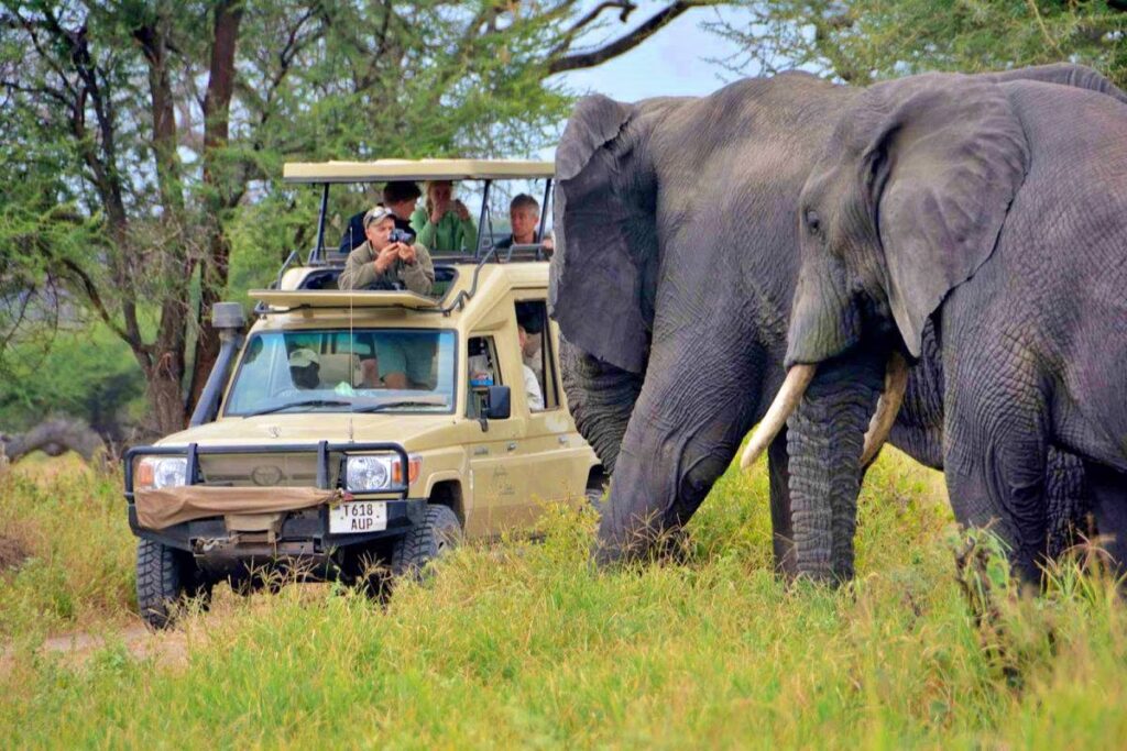 Wildlife Encounters in Amboseli National Park