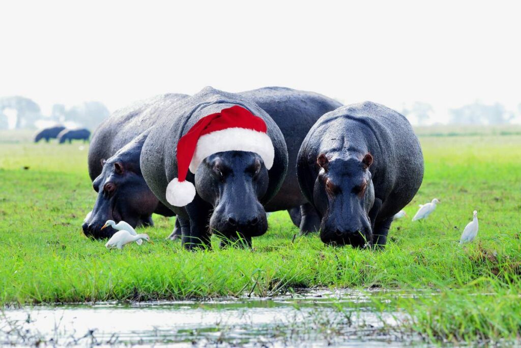 Safari For Christmas