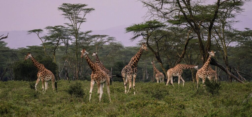 giraffes, herd, savannah, together, wolf down, friends, wild animal, meal, enjoy the meal, mirror image, safari, lake nakuru, national park, kenya, africa, wild animals, nature, big, animal, wild, wilderness, freedom, mammal