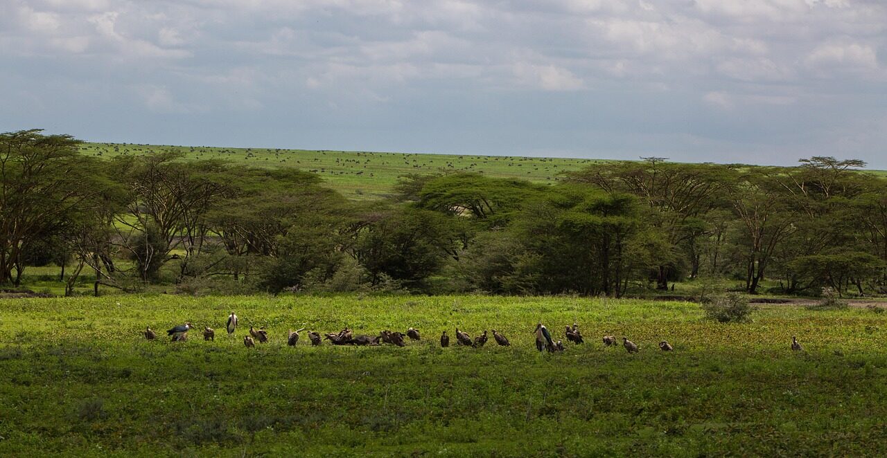 ngorongoro conservation area, tanzania, nature, africa, park, travel, landscape, wildlife, ngorongoro, green, reserve, bush, clouds, foliage, ngorongoro, ngorongoro, ngorongoro, ngorongoro, ngorongoro