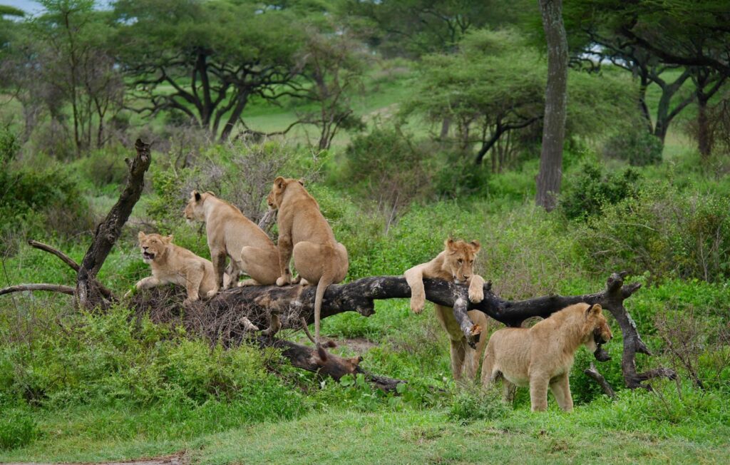 Tanzania Budget Safari