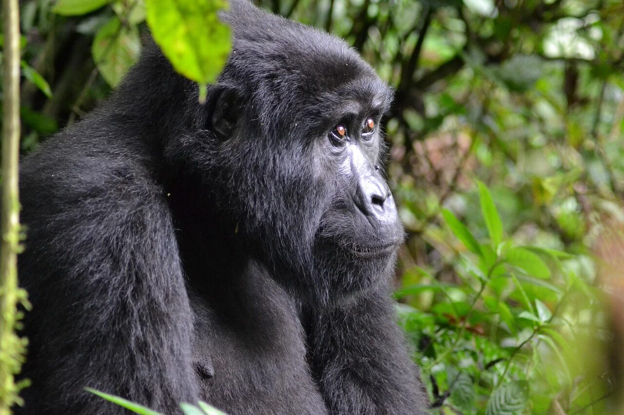 gorilla, uganda, bwindi, africa, rainforest, ape, primate, national park, mammal, reserve, wildlife, mountain, endangered, mountain gorilla, nature, face, wild, gorilla, gorilla, uganda, uganda, uganda, mountain gorilla, mountain gorilla, mountain gorilla, mountain gorilla, mountain gorilla