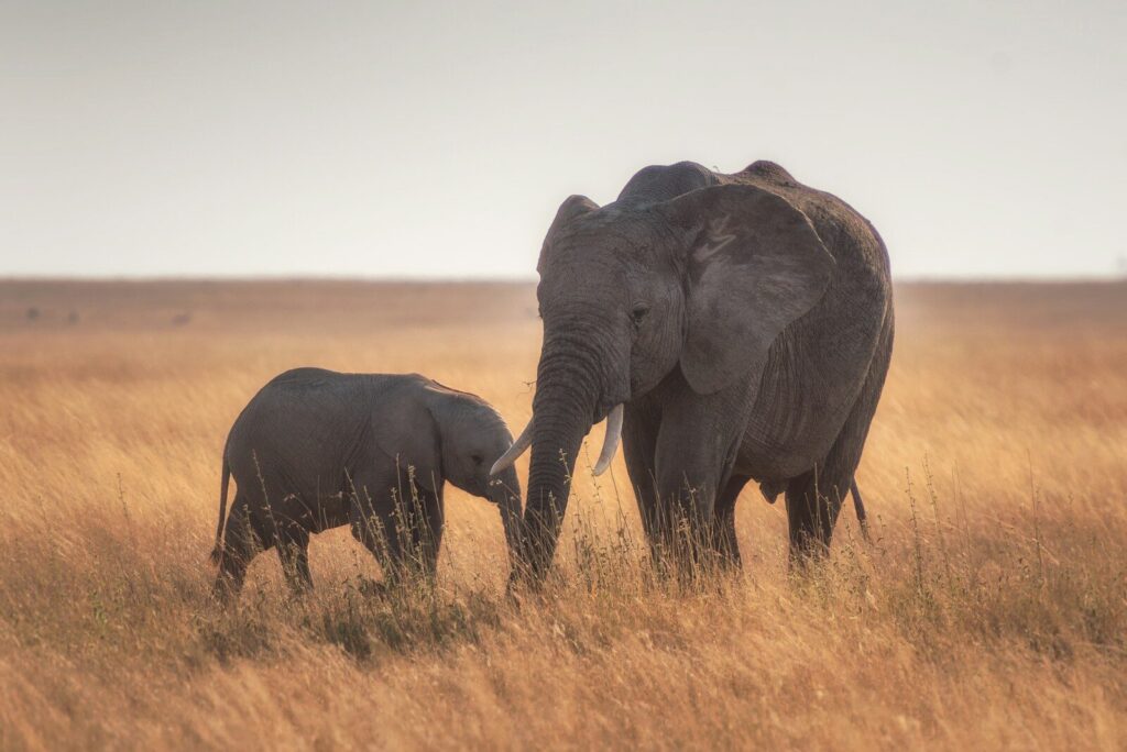 5 Day Tanzania Group Joining Safari from Nairobi
