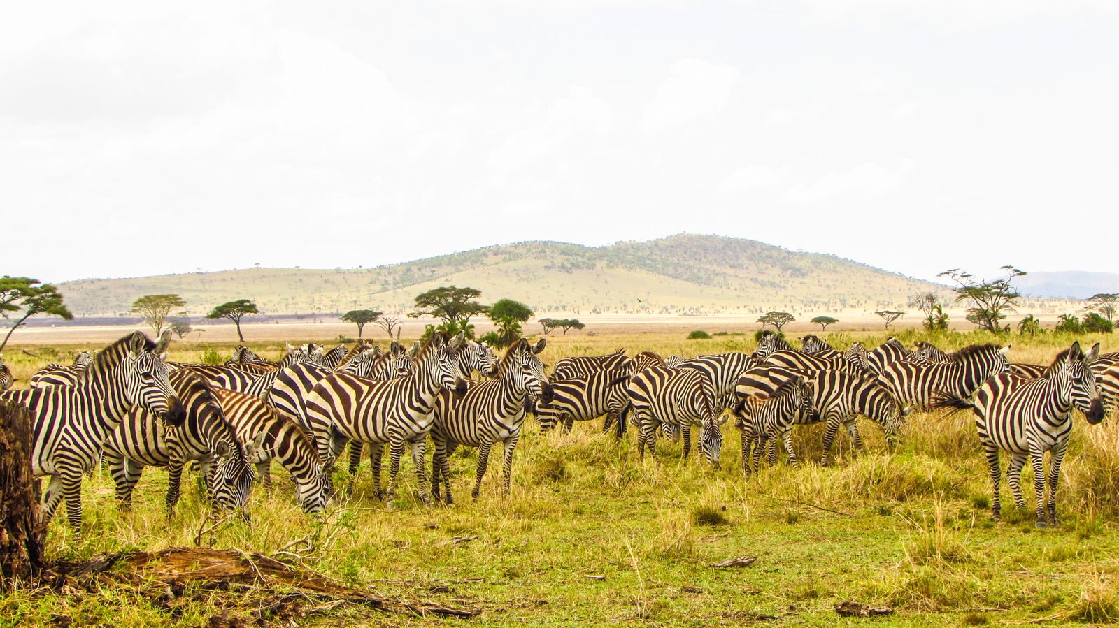 A herd of zebras grazing in the Serengeti plains of Tanzania under a bright sky.