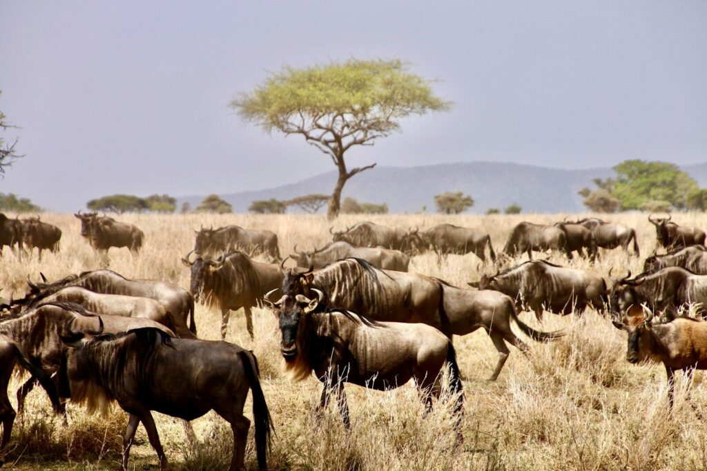7-day Tanzania safari with elephants in Serengeti National Park